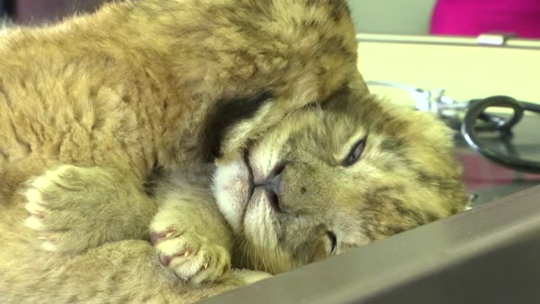 Big Cat Born a Lion Logo - Birth of World's 1st Lion Cubs Via Artificial Insemination, in South ...