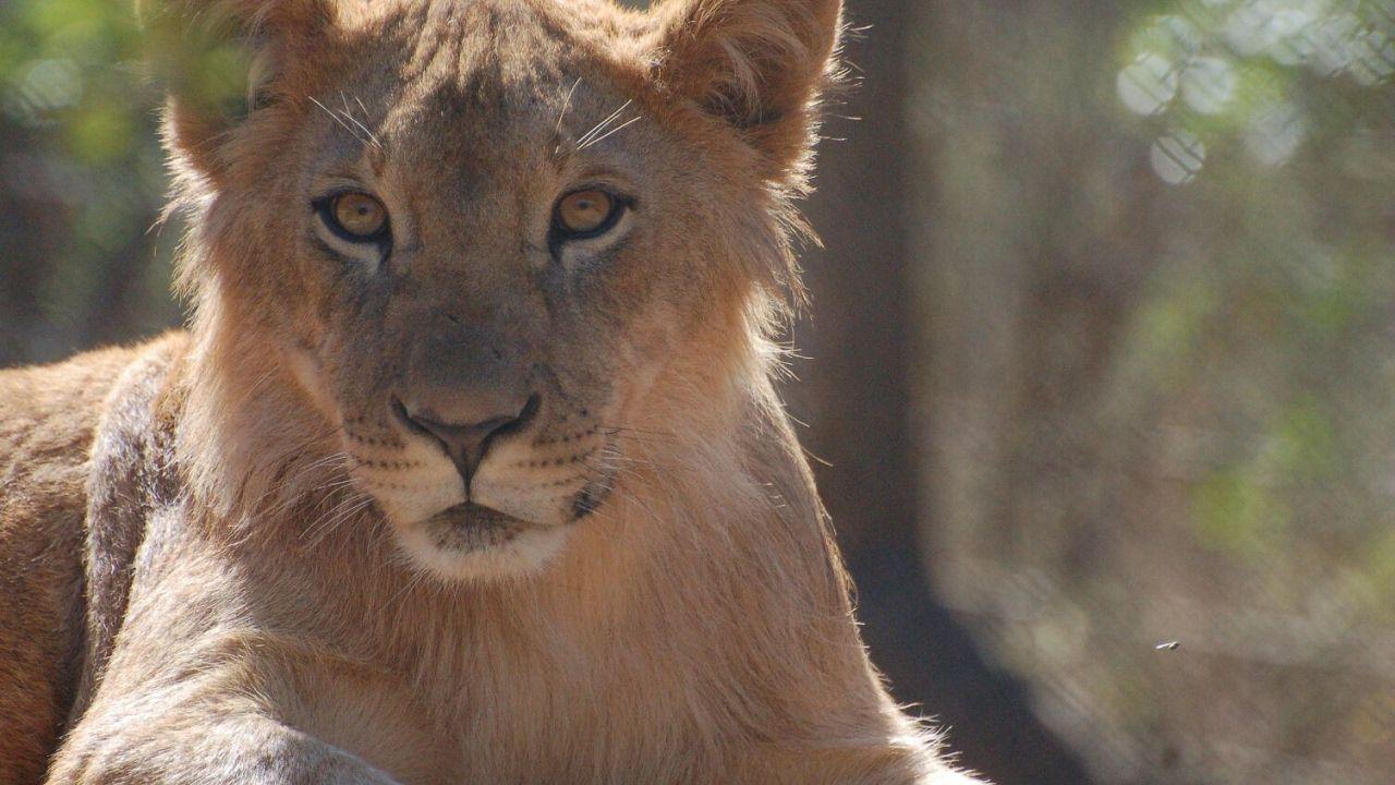 Big Cat Born a Lion Logo - Born Free Rescues Five Big Cats! - YouTube