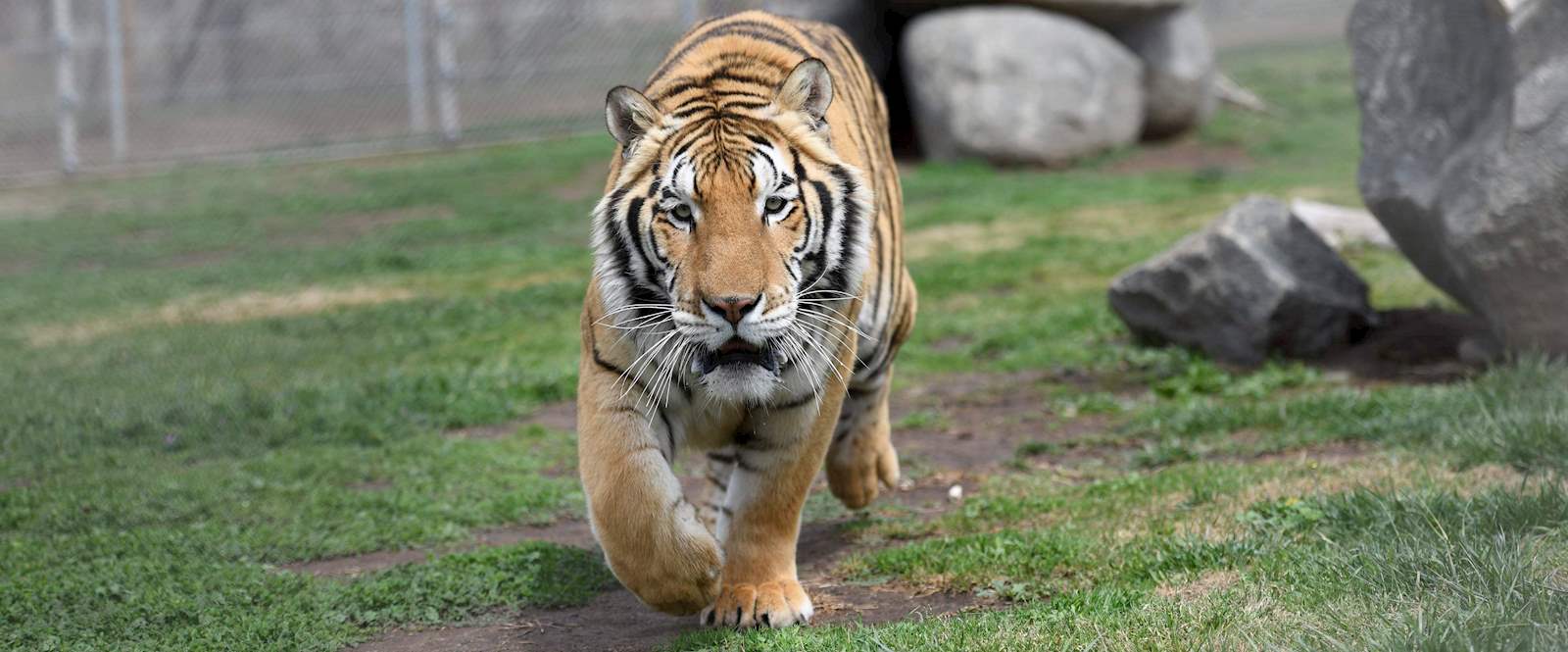 Big Cat Born a Lion Logo - Exotic Animal & Big Cat Sanctuary In California | Lions Tigers & Bears