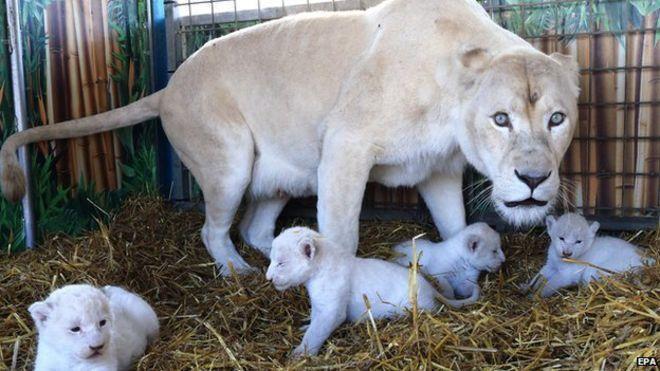 Big Cat Born a Lion Logo - Four rare white lion cubs born at circus in Germany - BBC News