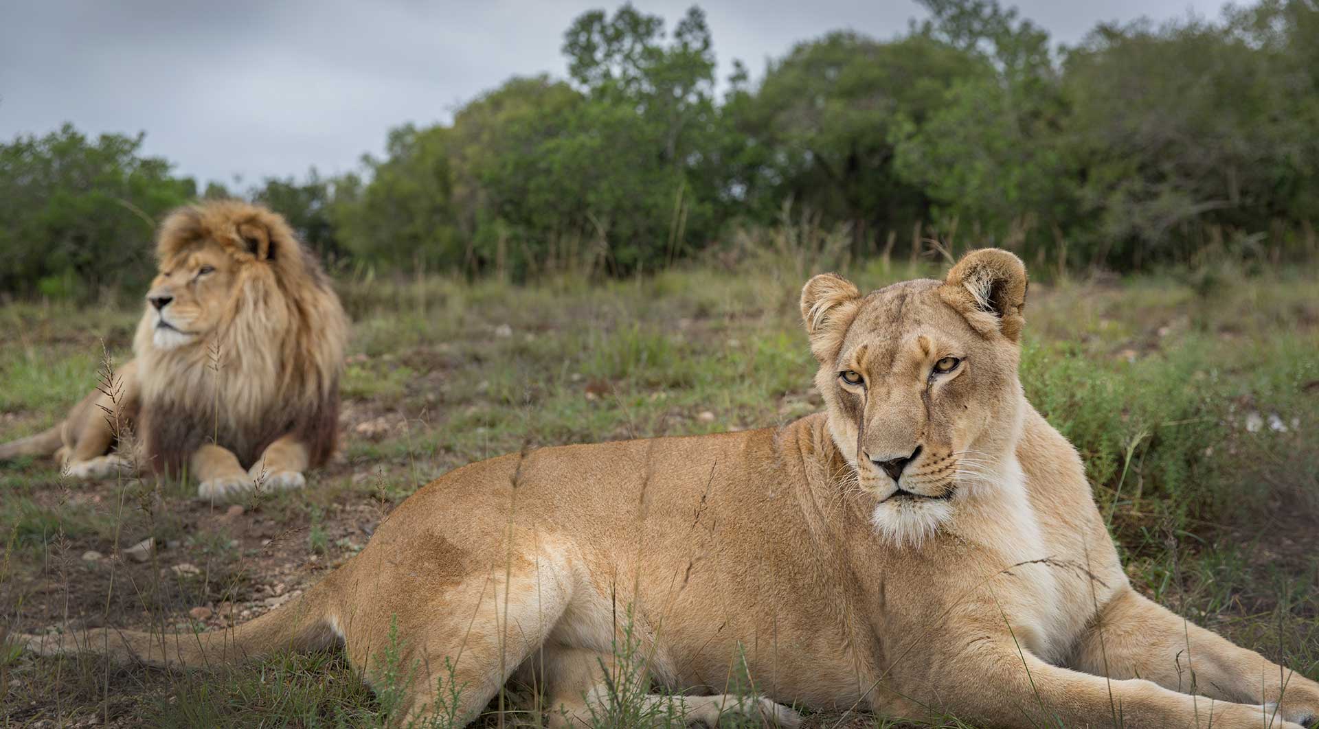 Big Cat Born a Lion Logo - Shamwari