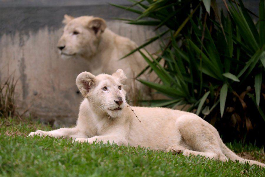 Big Cat Born a Lion Logo - Peru zoo unveils Mexico-born white lion cubs | New Straits Times ...