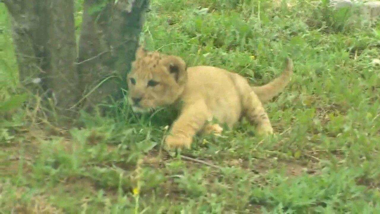 Big Cat Born a Lion Logo - First lion cub born at Dallas Zoo in more than 40 years - YouTube