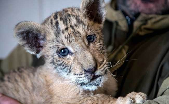 Big Cat Born a Lion Logo - Rare Lion-Tiger Hybrid Born In Southern Russian Zoo