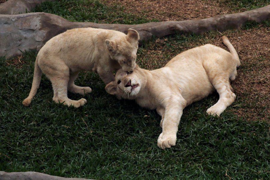 Big Cat Born a Lion Logo - Peru zoo unveils Mexico-born white lion cubs | New Straits Times ...