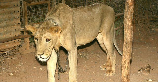 Big Cat Born a Lion Logo - Lion Kept As Status Symbol Was Chained So Tightly He Lost His Mane ...