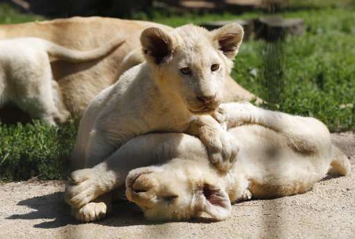 Big Cat Born a Lion Logo - 5 critically endangered white lions born in Czech zoo