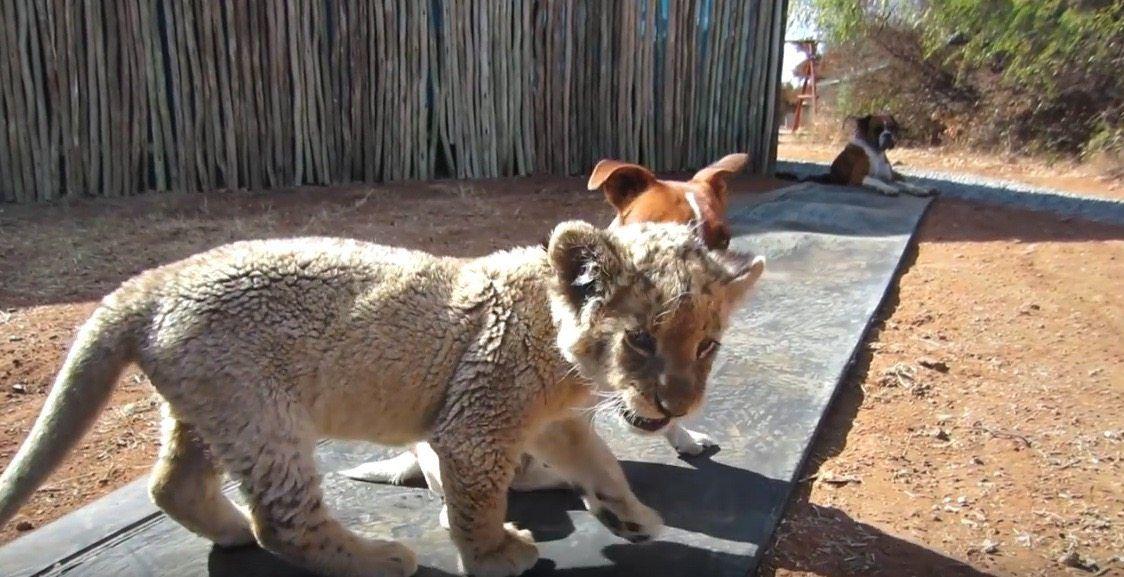 Big Cat Born a Lion Logo - New Born White Lion Cub and Dogs Best Friends | CatsDogsVideo