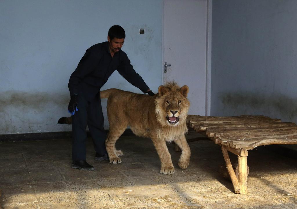 Big Cat Born a Lion Logo - In Picture: Kabul's Born Again Lion