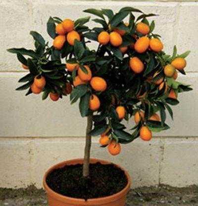 Round Orange Tree Logo - Grow Tiny Oranges Inside, Year Round Thanks To Calamondin Orange