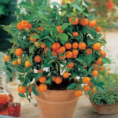 Round Orange Tree Logo - Buy Orange Tree - 1 plant in 9cm pot from our Fruit range - Tesco