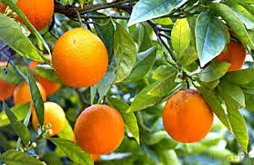 Round Orange Tree Logo - Sunburst Oranges: How To: Make Orange Trees Produce Sweeter Oranges