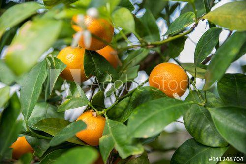 Round Orange Tree Logo - closeup of orange tree with bright round oranges ready to pick
