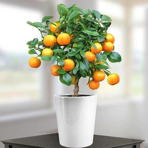 Round Orange Tree Logo - Buy Mini Orange Tree 40cm with fruit Value for Money