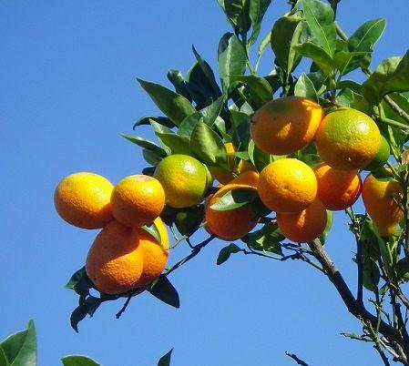 Round Orange Tree Logo - Oranges. Food Source Information