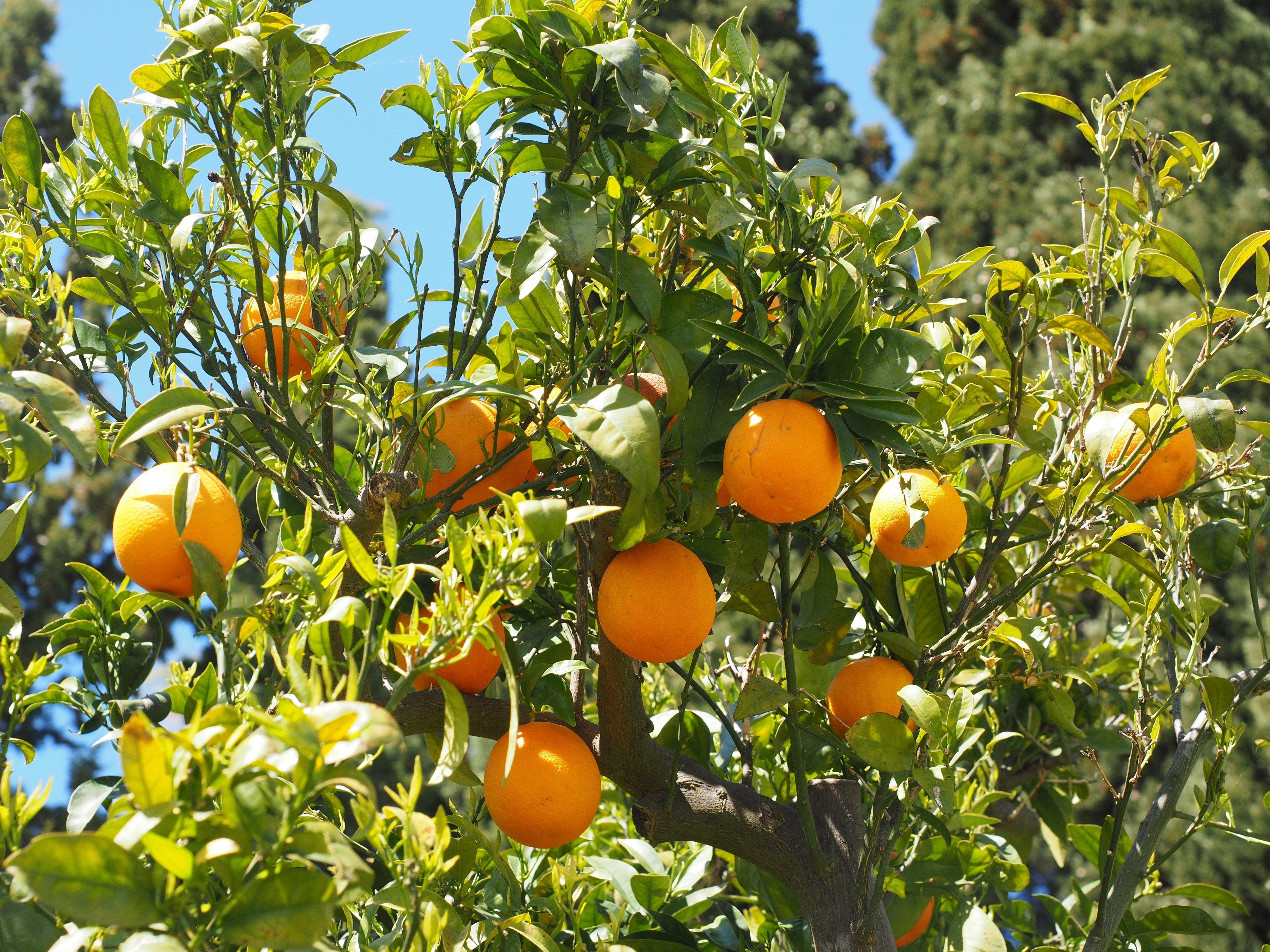 Round Orange Tree Logo - orange round citrus fruit free image | Peakpx