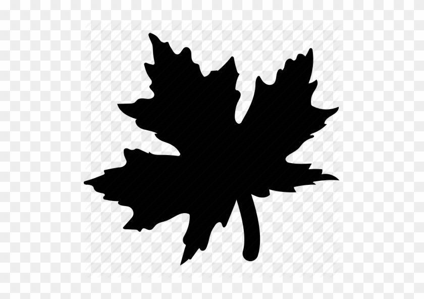 Maple Leaf Logo - Plants Maple Leaf Icon - Chinar Leaf Logo - Free Transparent PNG ...
