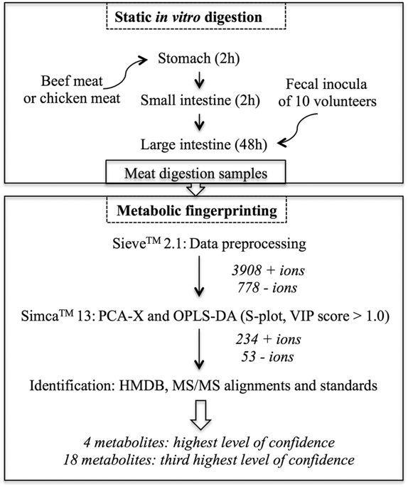 Colon White with Red Ball Logo - Untargeted metabolomics of colonic digests reveals kynurenine ...