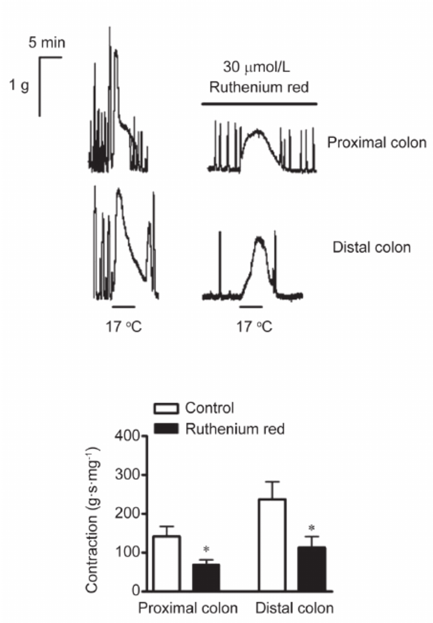 Colon White with Red Ball Logo - Effects of TRPA1 antagonist, ruthenium red (30 μ mol/L), on ...