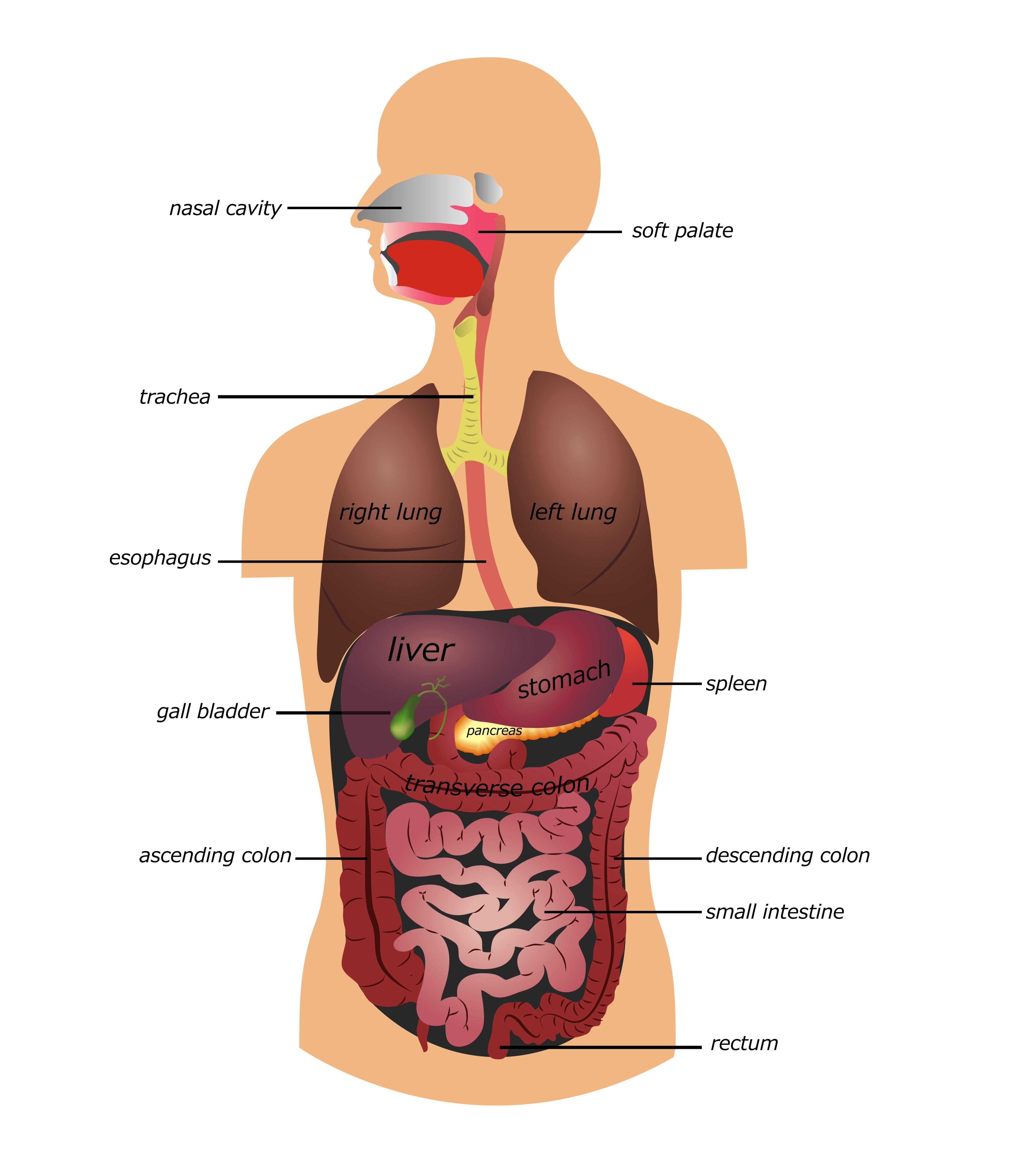 Colon White with Red Ball Logo - Irritable Bowel Syndrome | Jackson Siegelbaum Gastroenterology