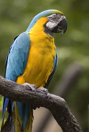 Yellow and Blue Bird Logo - Blue And Yellow Macaw. Saint Louis Zoo
