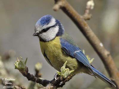 Yellow and Blue Bird Logo - Blue Tit