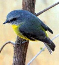 Yellow and Blue Bird Logo - Eastern Yellow Robin. BIRDS in BACKYARDS
