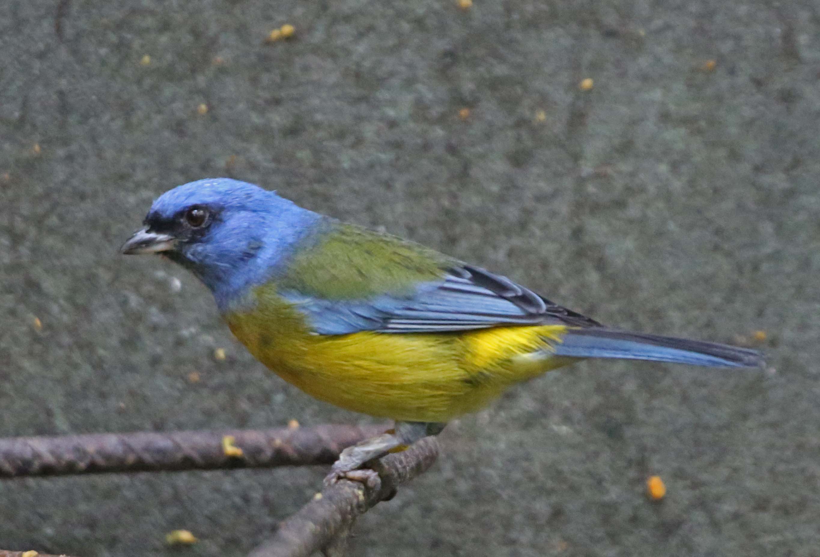Yellow and Blue Bird Logo - Pictures and information on Blue-and-yellow Tanager