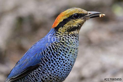 Yellow and Blue Bird Logo - Close up head shot of Blue Pitta (Hydrornis cyaneus) colorfull blue ...