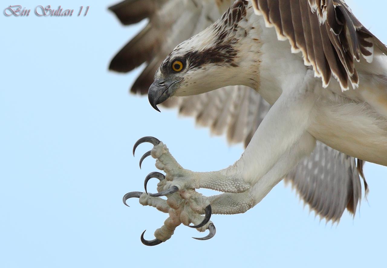 Attacking Bird Logo - Osprey (Pandion haliaetus) Osprey Attacking | the Internet Bird ...