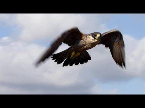 Attacking Bird Logo - How the Fastest Animal on Earth Attacks Its Prey - YouTube