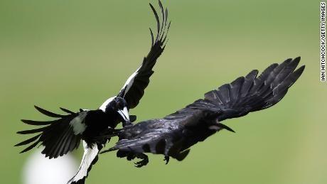Attacking Bird Logo - Magpie season: Why do Australians hide from birds every spring - CNN
