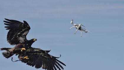 Attacking Bird Logo - Attack of the Drone-Snatching Eagles | Daily Planet | Air & Space ...