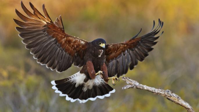 Attacking Bird Logo - Harris hawk attacks TD's dog on day out | Ireland | The Times