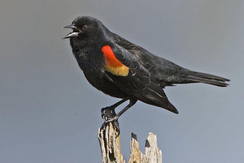 Attacking Bird Logo - Red-Winged Blackbirds Are Attacking People in Chicago - Atlas Obscura