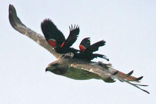 Attacking Bird Logo - Wild Birds Unlimited: Small birds attack hawk