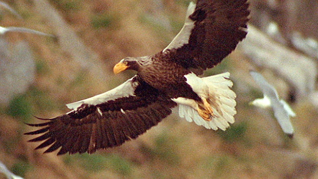 Attacking Bird Logo - World's Largest Eagle Attacks Kittiwake Birds. Blue Planet. BBC