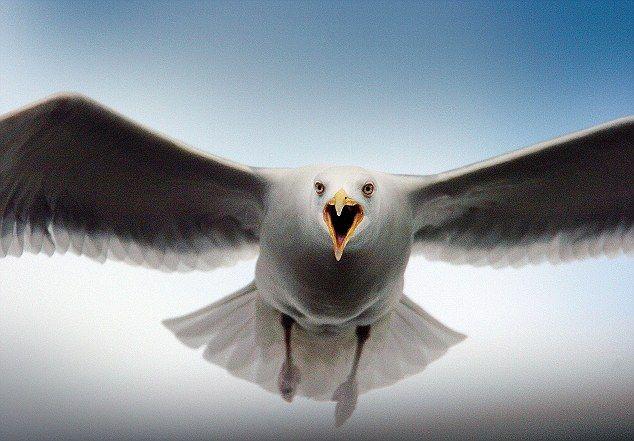 Attacking Bird Logo - Seagull attack victim sues owners of office building over bird peril ...