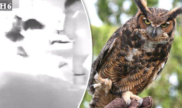 Attacking Bird Logo - Dog saved from owl attack thanks to owner's quick thinking | Nature ...