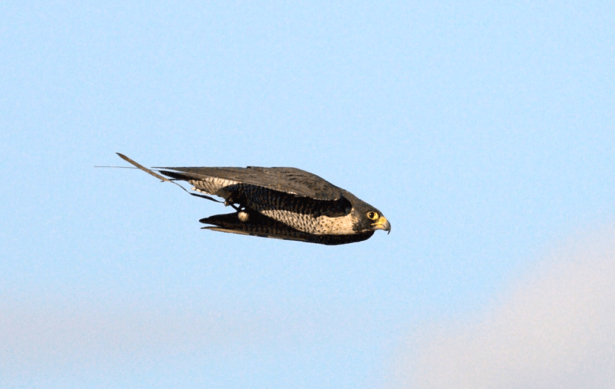 Attacking Bird Logo - Peregrine falcons attack prey 'like guided missiles', say scientists