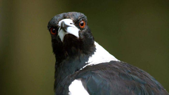 Attacking Bird Logo - The top five tips for avoiding magpie attacks - ABC Newcastle NSW ...
