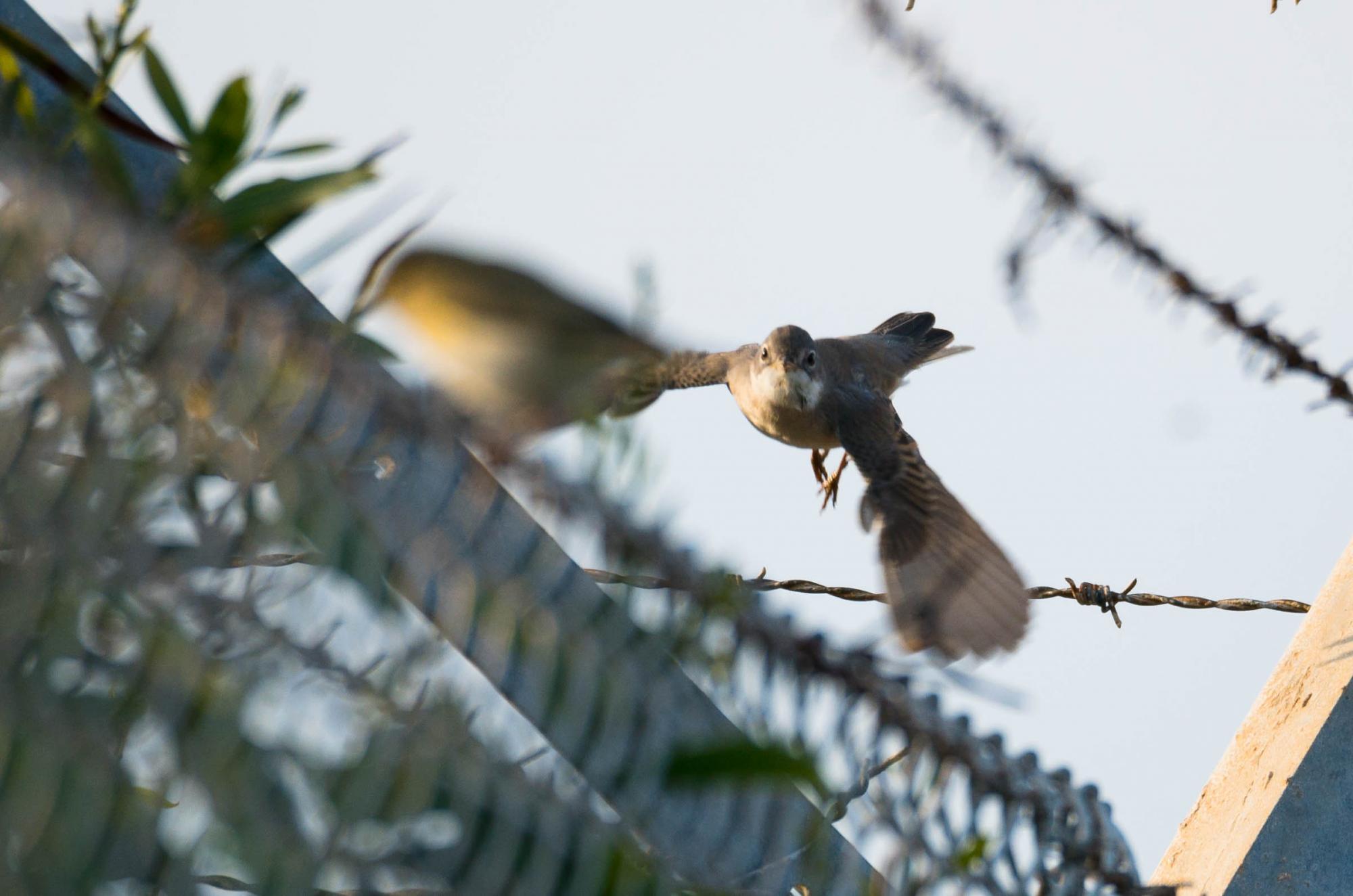 Attacking Bird Logo - Common Whitethroat (Sylvia communis) A bird attacking an Eastern ...