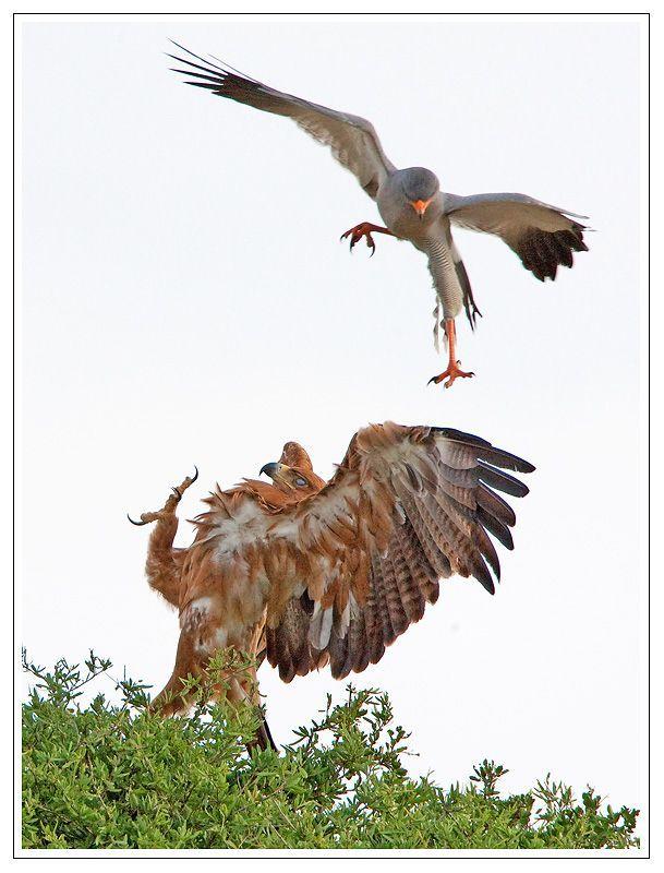 Attacking Bird Logo - pale chanting goshawk attacking a tawny eagle photo