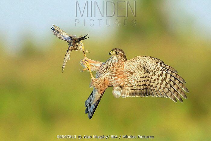 Attacking Bird Logo - Minden Pictures stock photos - Sharp-shinned Hawk (Accipiter ...