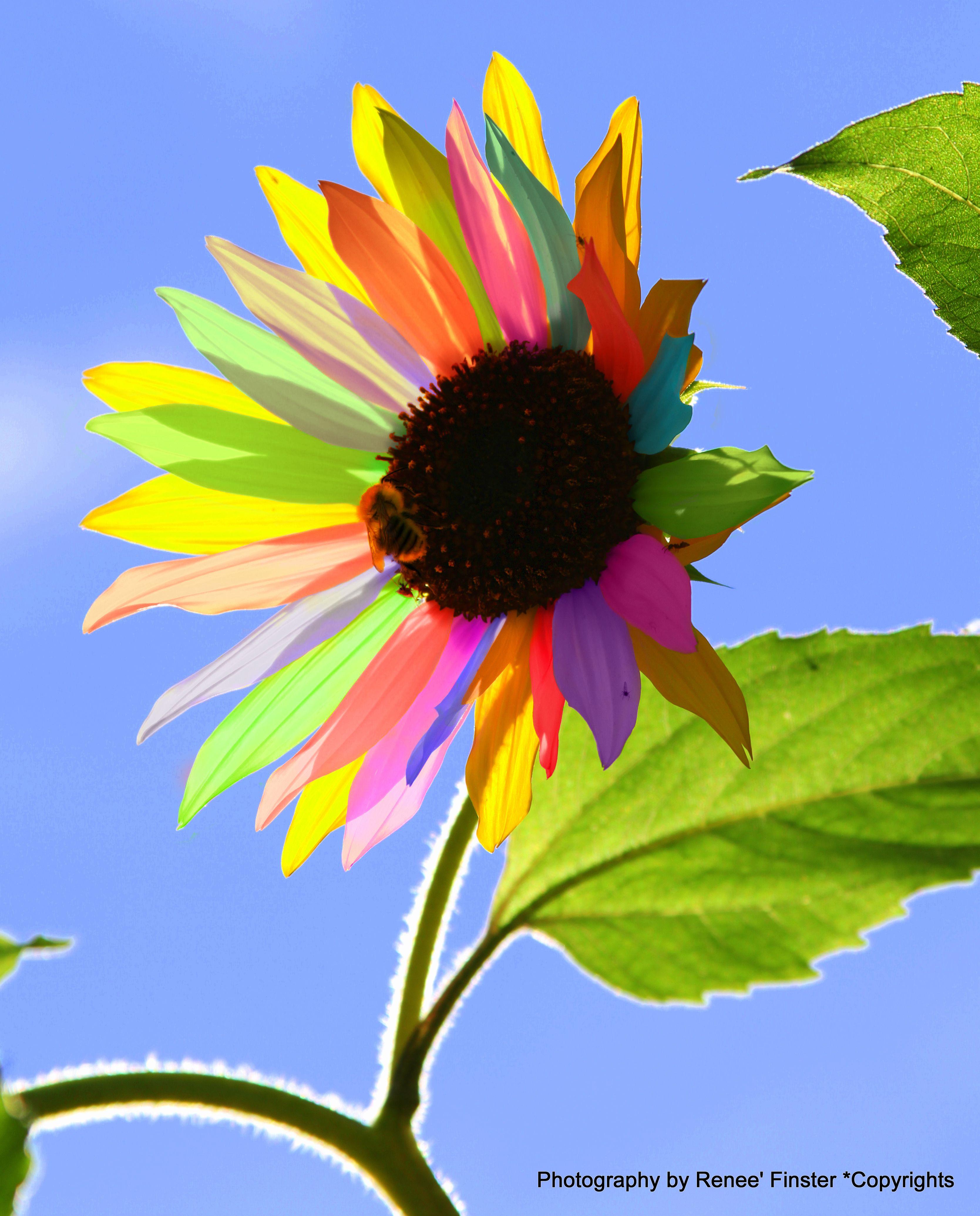 Rainbow Sunflower Logo - rainbow sunflower | Flowers Trees Nature | Pinterest | Flowers ...