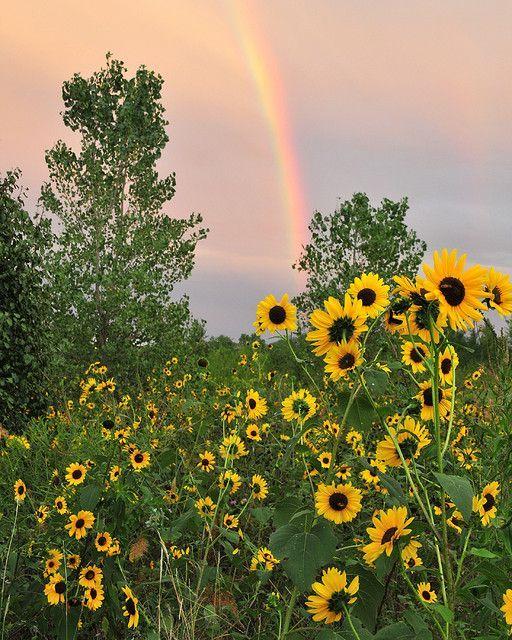 Rainbow Sunflower Logo - Rainbow Sunflowers | flower power | Flowers, Beautiful flowers ...