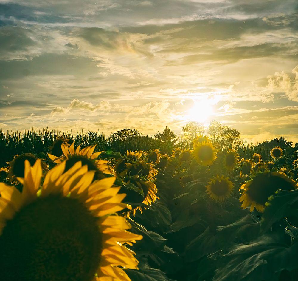 Rainbow Sunflower Logo - Rainbow Sunflowers — Grand Lancaster