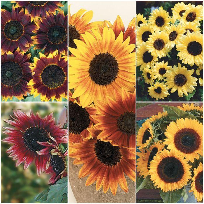 Rainbow Sunflower Logo - Rainbow Sunflower Collection - Flowers And Bulbs | Veseys