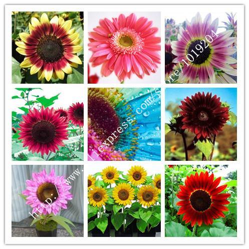 Rainbow Sunflower Logo - Mini Rainbow Sunflower Seeds, Nine Species of Rare, Pink, Red ...