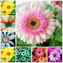 Rainbow Sunflower Logo - Popular Rainbow Sunflower Buy Cheap Rainbow Sunflower Lots